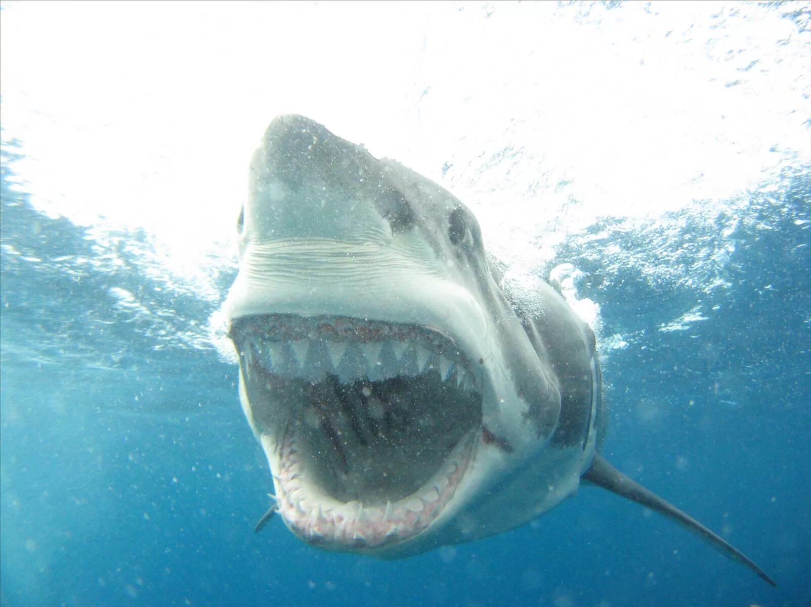 Акула открывает рот. Carcharodon carcharias. Кархародон МЕГАЛОДОН. Акула Squalus clarkae.