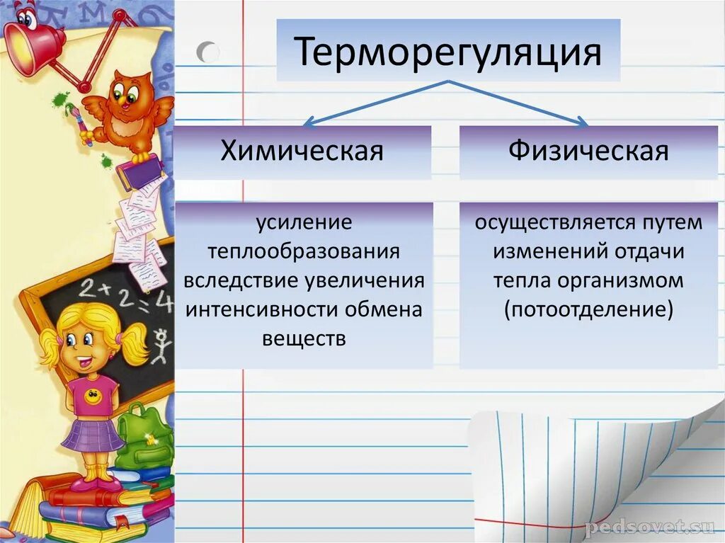 Выполняет терморегуляторную функцию. Химическая и физическая терморегуляция. Химическая терморегуляция и физическая терморегуляция. Физическая терморегуляция организма человека. Физическая и химическая терморегуляция физиология.