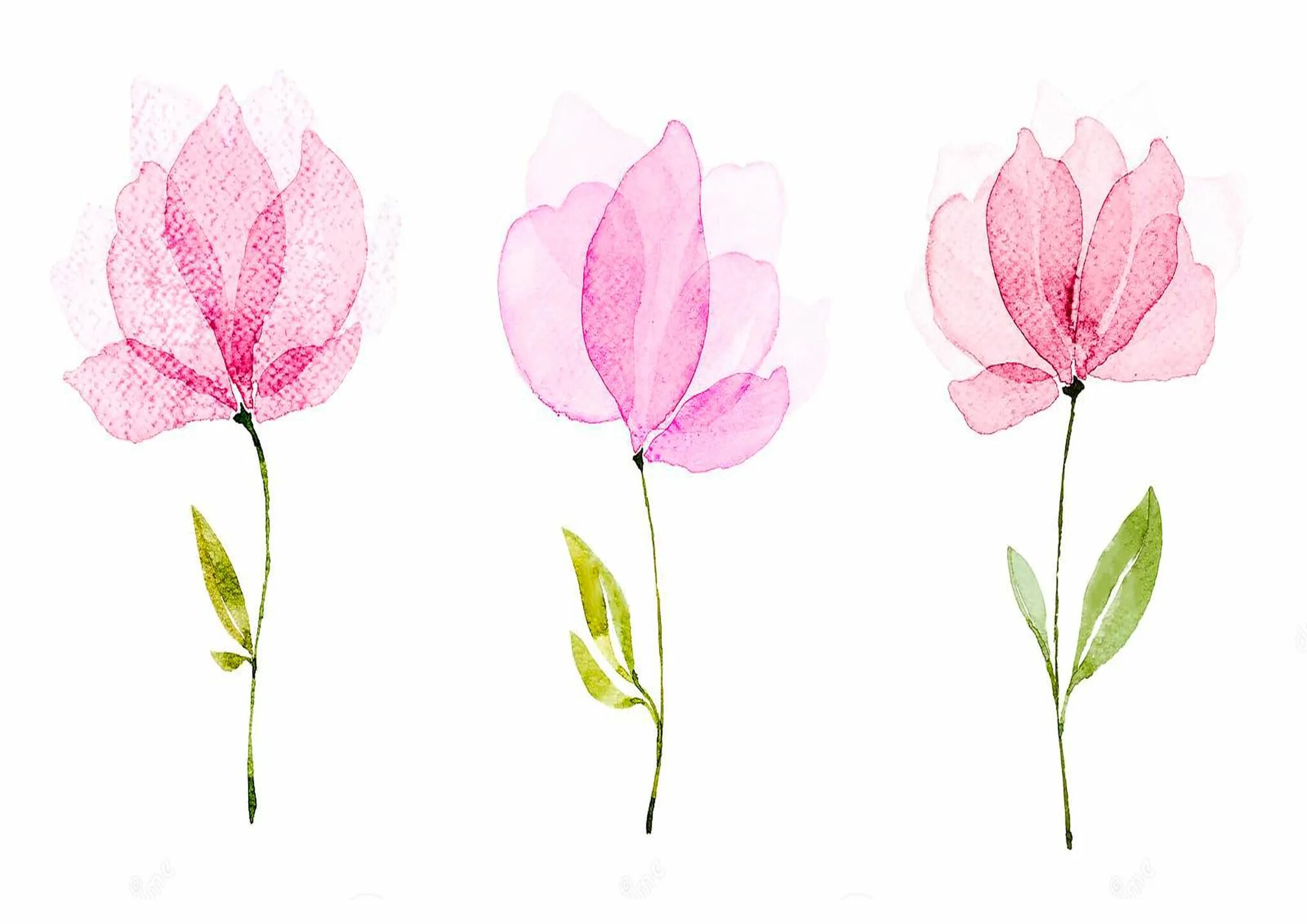 7 цветов техника. Акварельные лепестки. Цветы акварелью отмывка. Акварельные лепестки цветов. Как нарисовать лепесток акварелью.