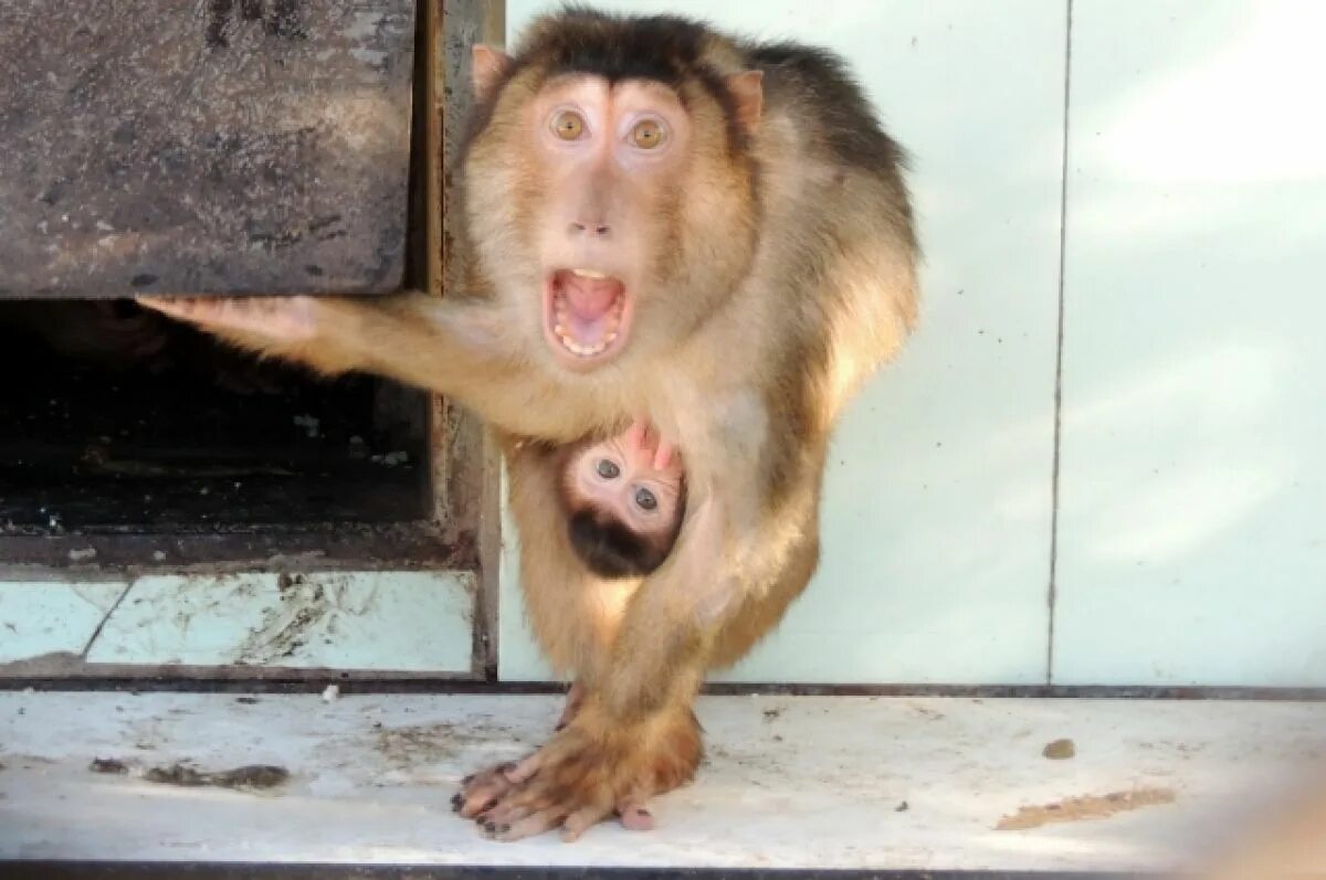 Обезьяны издевательство. Обезьяны издевательство. Обезьяны издевательство. Издеваются над обезьянами. Издевательство над обезьянами.