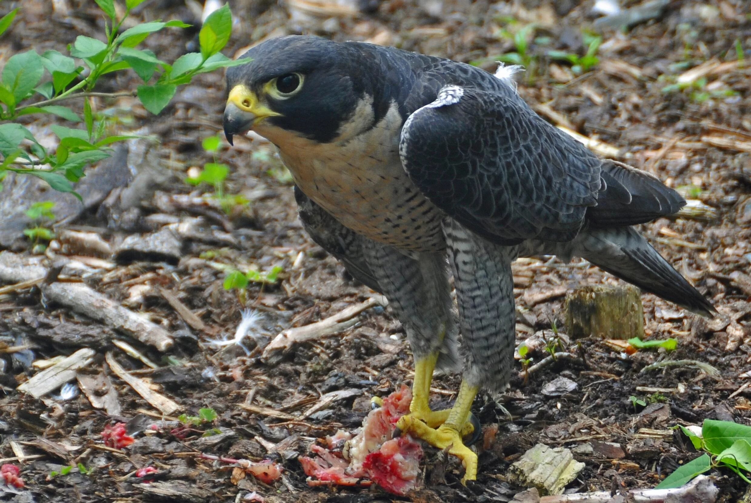 Сапсан Falco peregrinus. Сокол Сапсан птенец. Сапсан птица фото. Сокол Сапсан самка. Fastest bird