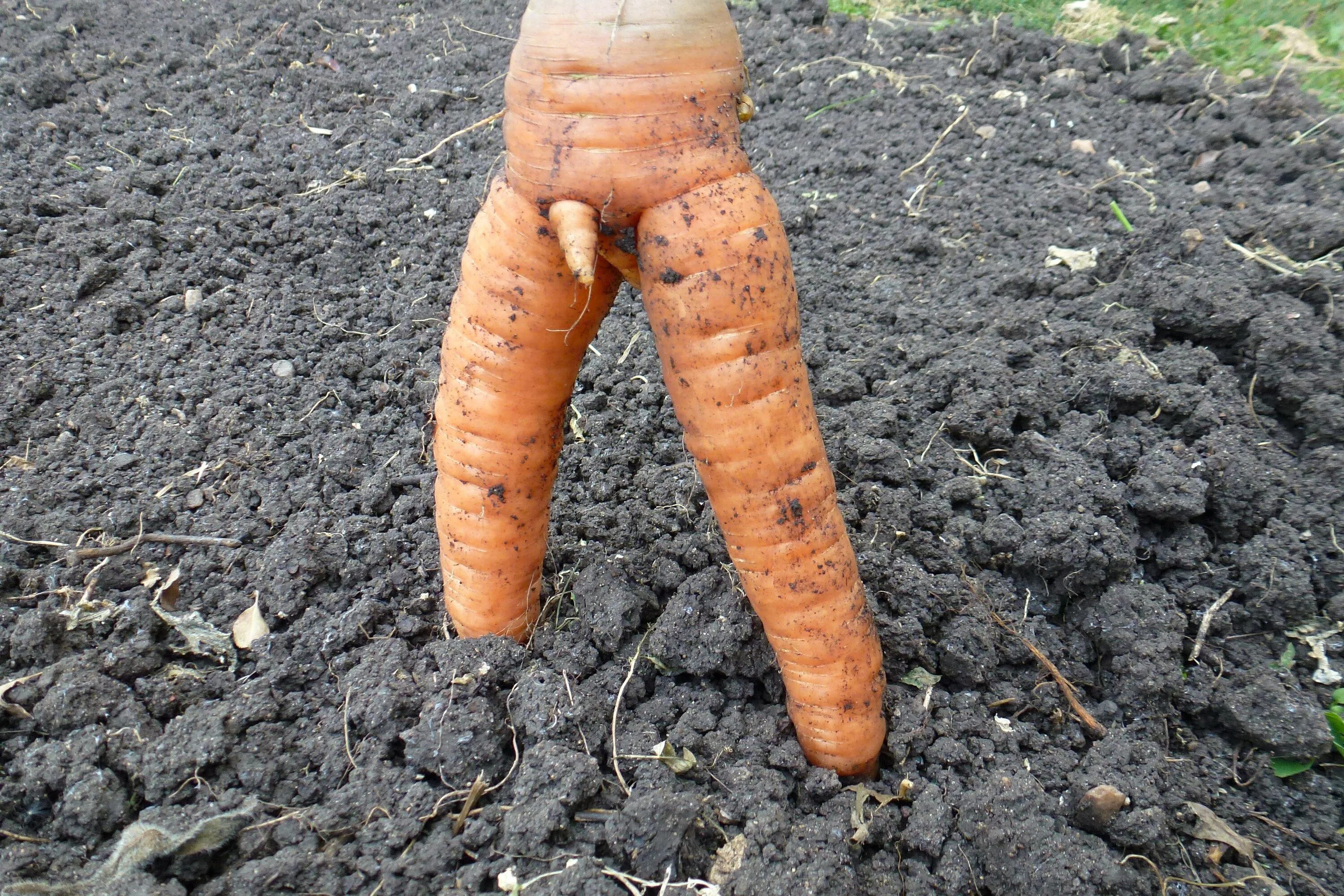 Морковь. Мохнатая морковь. Смешная морковка. Смешные овощи с огорода.