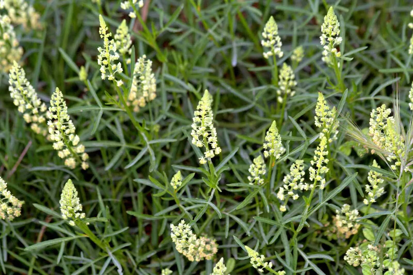 Резеда душистая. Резеда растение. Reseda odorata. Цветок Резеда душистая. Резеда мин