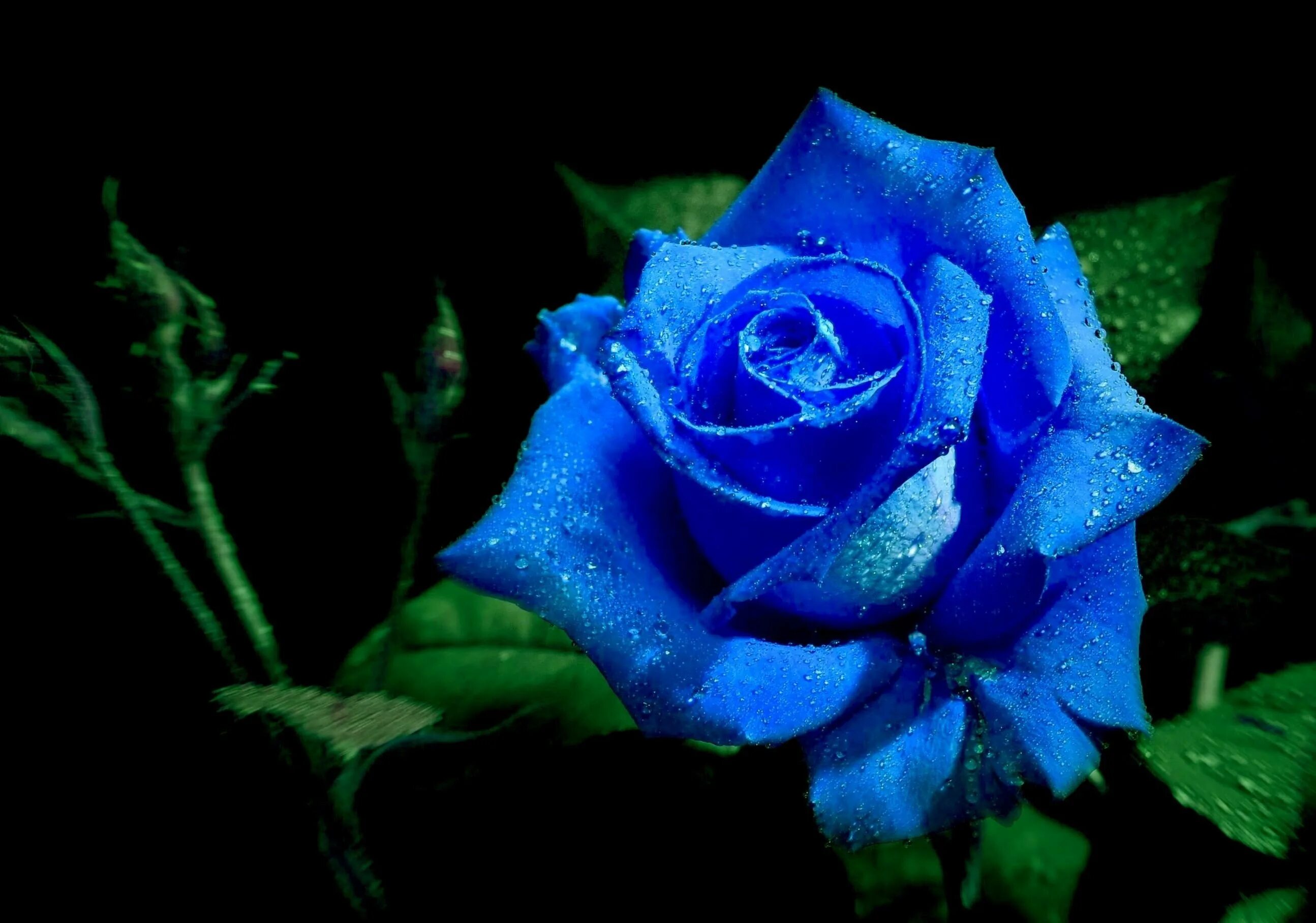 Голубой сад роз. Синие цветы. Цветы розы синие.