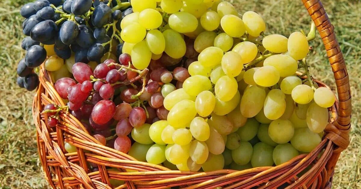 Подвел итоги по контролькам на новых, для меня, сортов винограда. Виноград на Ка