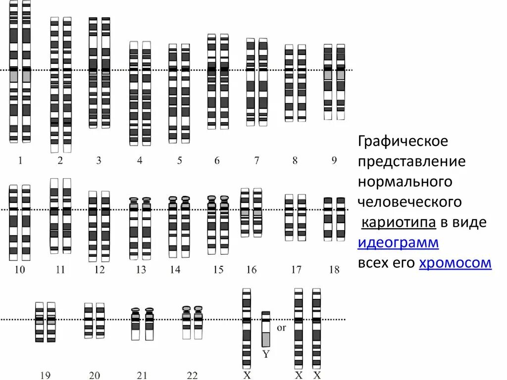 Идеограмма нейросеть. Идеограмма нормального кариотипа человека. идиограмма нормального человека. идеограмма хромосом. создание кариотипов.