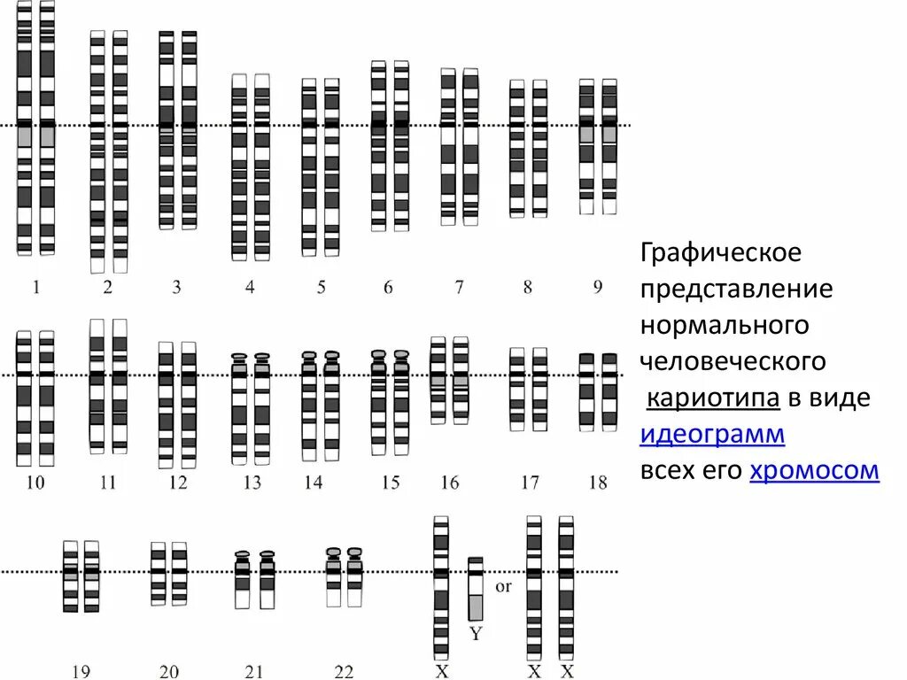 Идеограмма нейросеть. Идеограмма нормального кариотипа человека. Идиограмма нормального человека. Идеограмма хромосом. Создание кариотипов.