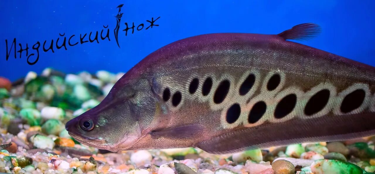 Рыба не понимаю. Рыба мем. Рыбка не понимает. Мемы про рыбок. Читала рыба.