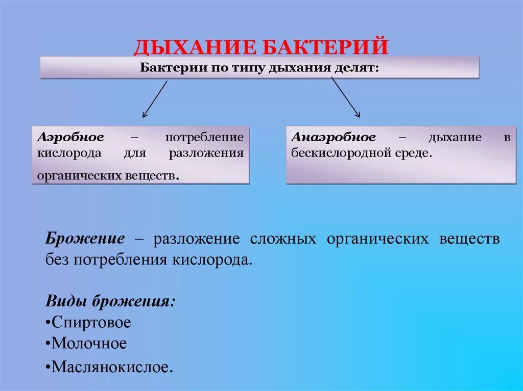 Дыхание прокариот. Бактерии по типу дыхания. Дыхание бактерий. Типы дыхания микроорганизмов. Типы дыхания бактерий.