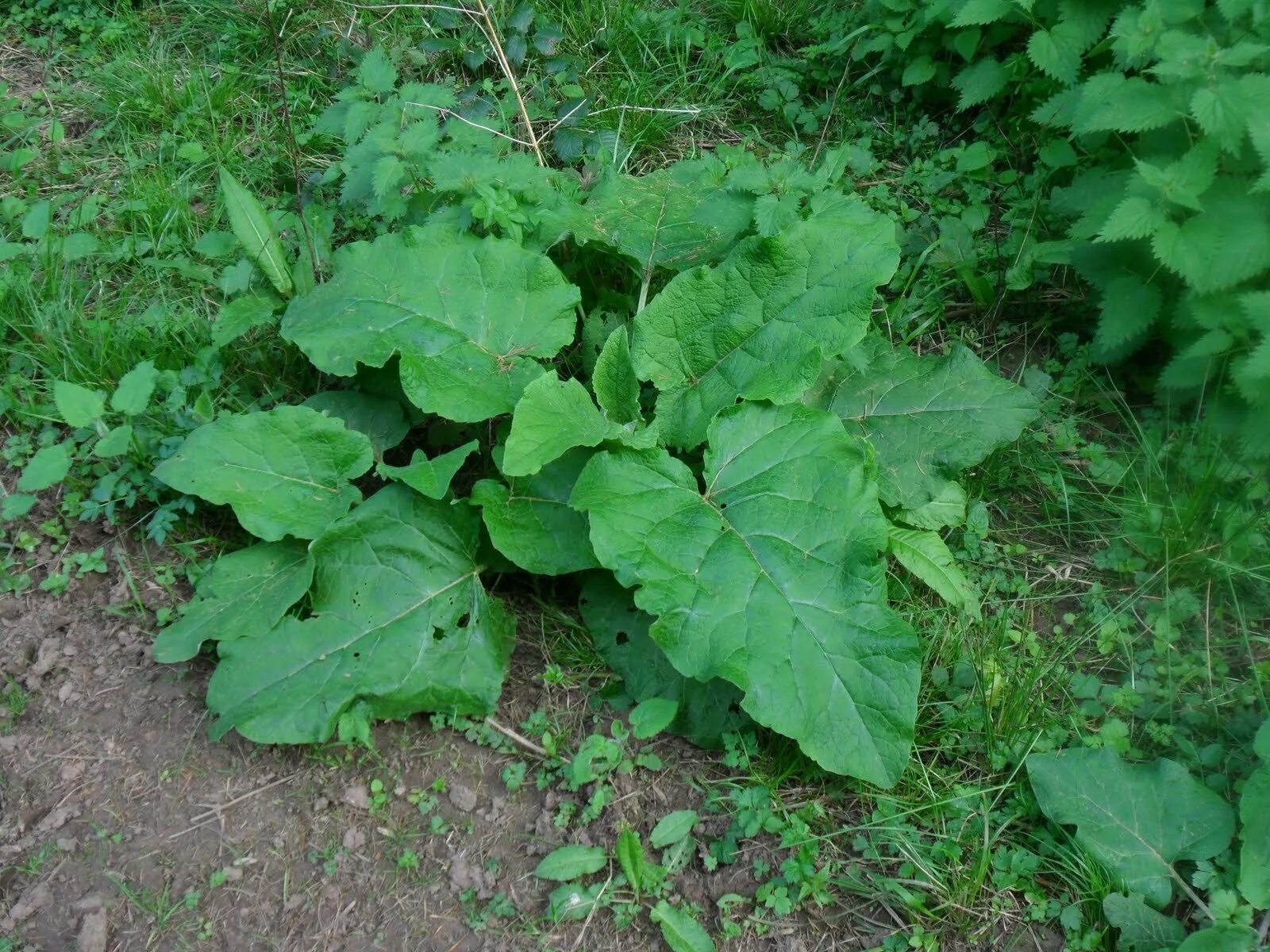 Куст лопуха. Лопух репейник. Горький лопух. Лопух большой - Arctium Lappa l.