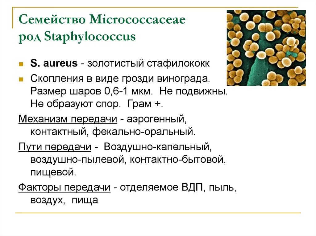 Золотистой род. S. aureus золотистый стафилококк. Стафилококковая инфекция пути передачи. Механизм передачи стафилококка. Механизмы передачи стафилококковой инфекции.