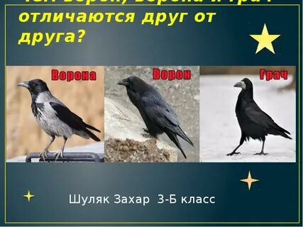Грач ворон и ворона в чем разница