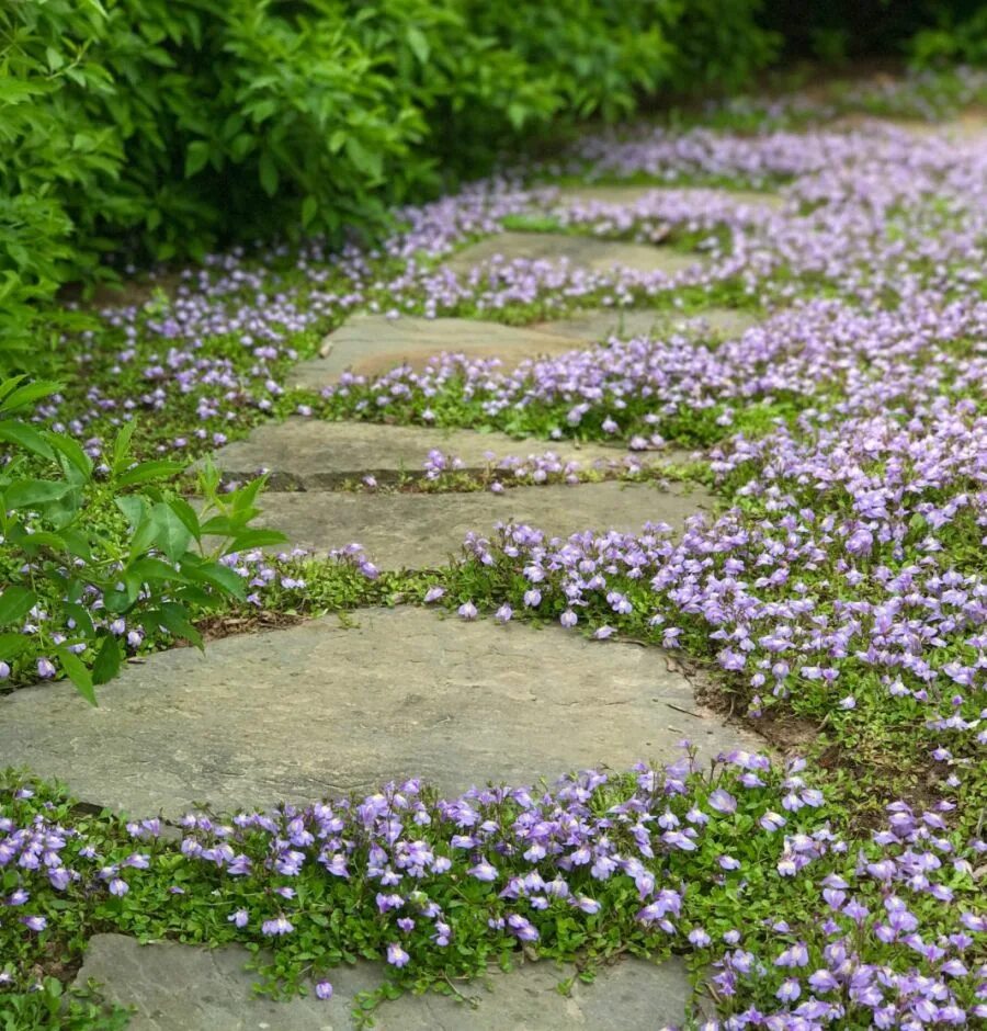 Мазус ползучий фото. Мазус ползучий. Мазус ползучий (mazus reptans). Мазус почвопокровный. Мазус почвопокровные растения.