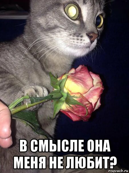 Алина кабаева дворец в геленджике. В смысле это твоя кровать. Смешные обезьянки. В смысле забавно. В смысле забавно.