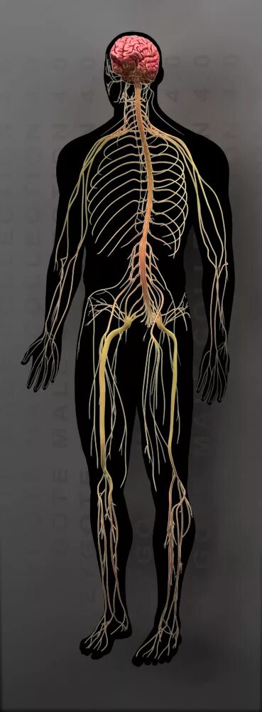 Нервная система человека мозг и нервы. Как выглядит нерв в живую. Нервная система человека в живую. Головной и спинной мозг. Как выглядит нерв в живую.