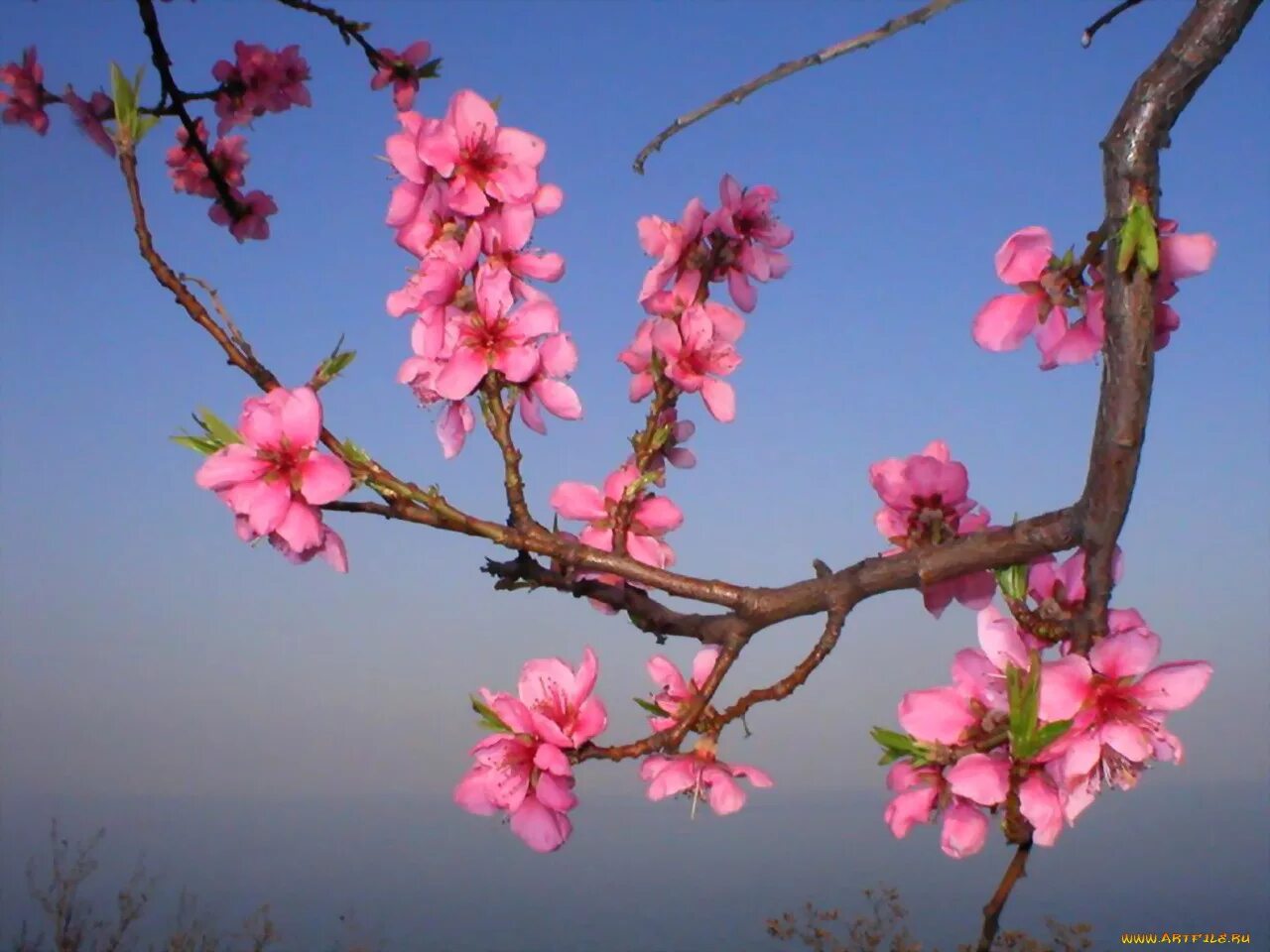 Что цветет розовыми цветами в крыму. Миндальное дерево цветение. Сакура (миндаль, вишня декоративная). Миндаль черешковый. Миндаль Ледебура.