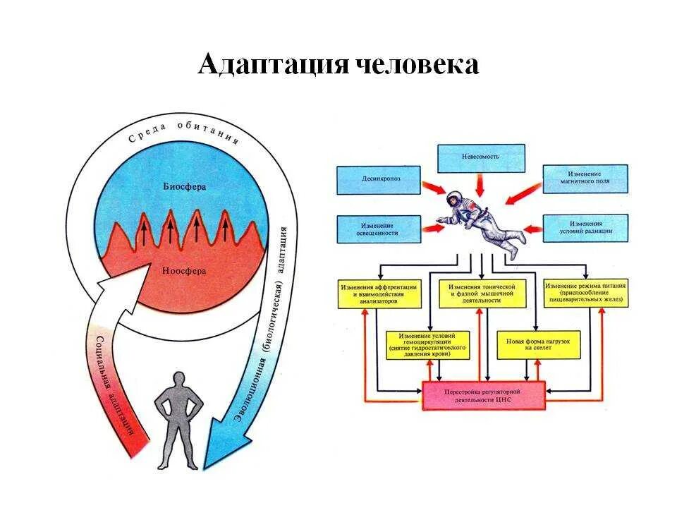 Адаптация человека схема биология. Адаптация человека к изменению температурных условий. Схема механизмов адаптации физиология. Адаптация человека к условиям окружающей среды.