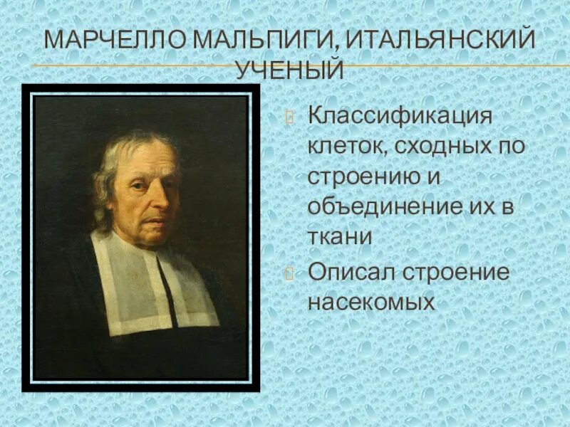 Эксперимент мальпиги. Марчелло мальпиги открытия. марчелло мальпиги итальянский биолог. м мальпиги вклад в биологию. марчелло мальпиги вклад в биологию.