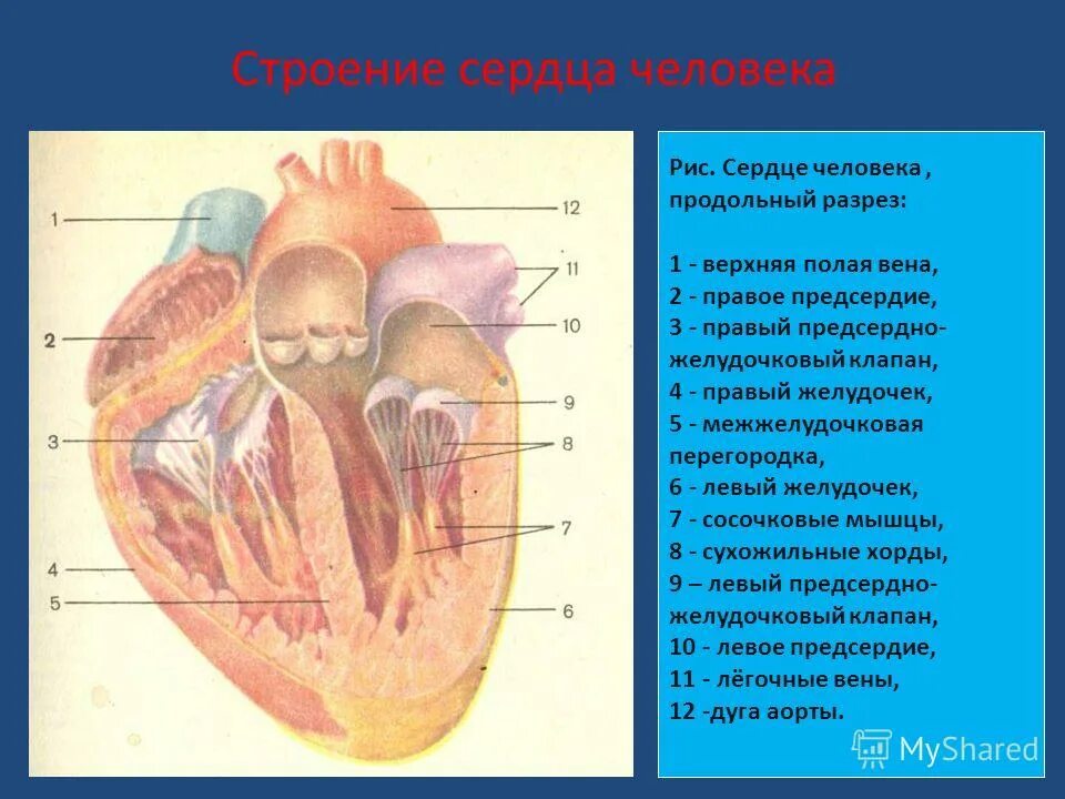 Срез сердца человека. Схема структуры строения сердца. Строение сердца рис 35. Строение сердца человека анатомия в разрезе. Строение сердца продольный срез.
