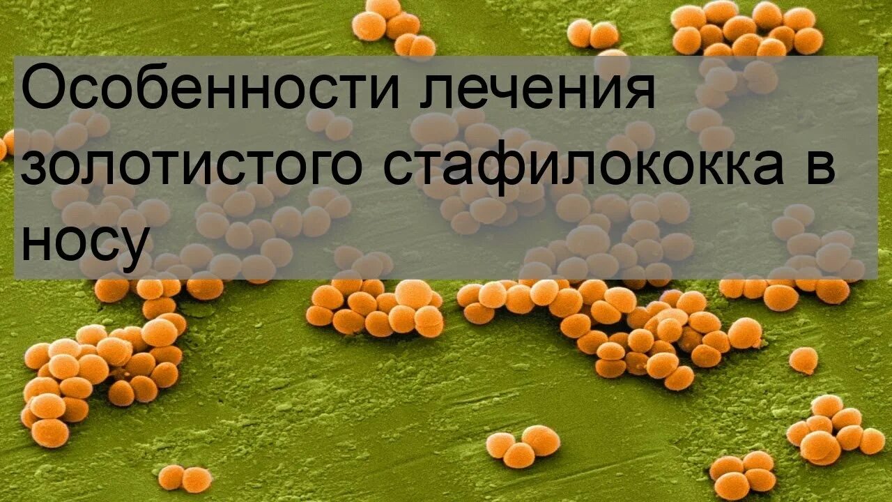 Золотистый стафилококк лечение. Золотистый стафилококк в носу симптомы. Золотистый стафилококк в носу корки. Золотистый стафилококк в носу лечение.