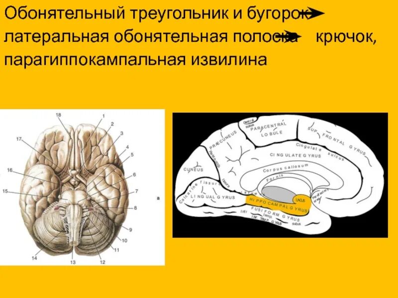Обонятельный мозг. Парагиппокампальная извилина. Парагиппокампальная борозда головного мозга. Обонятельный треугольник и обонятельные полоски. Крючок и парагиппокампальная извилина.
