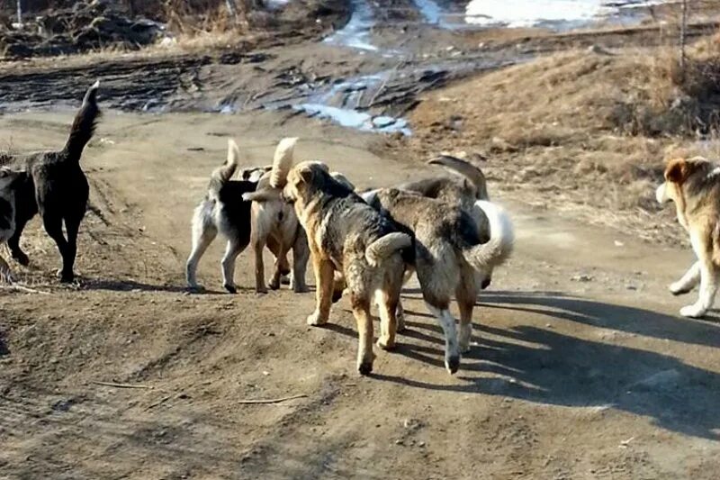Домашние животные в магадане. Приют для собак в магадане. Стая собак. Магаданские собаки. Какие есть собаки в приюте в магаданской области.