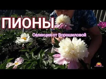 Питомник ворошиловой