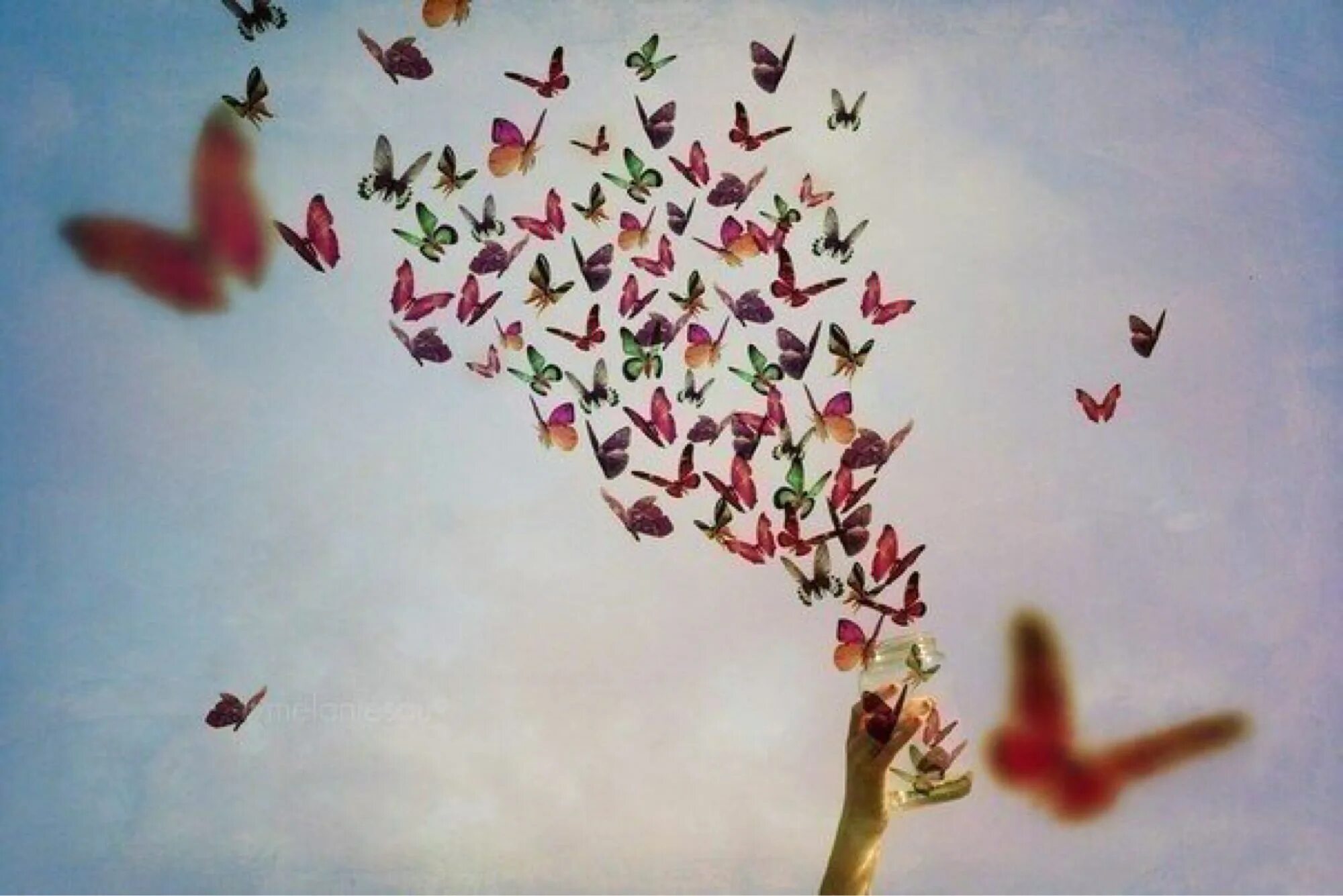 Счастье бабочки. Бабочка улетает. Бабочки любовь. Бабочки разлетаются.