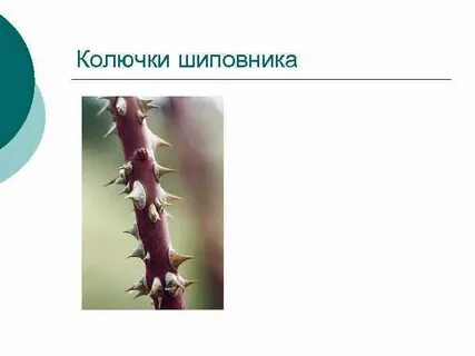 Колючка это видоизмененный