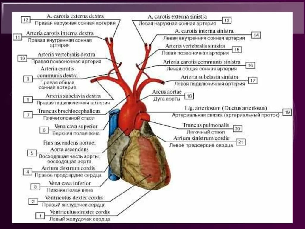 Cordis латынь. Ветви дуги аорты анатомия латынь. Ветви дуги аорты сонной артерии. Ветви дуги аорты анатомия схема. Анатомия сонных артерий схема.