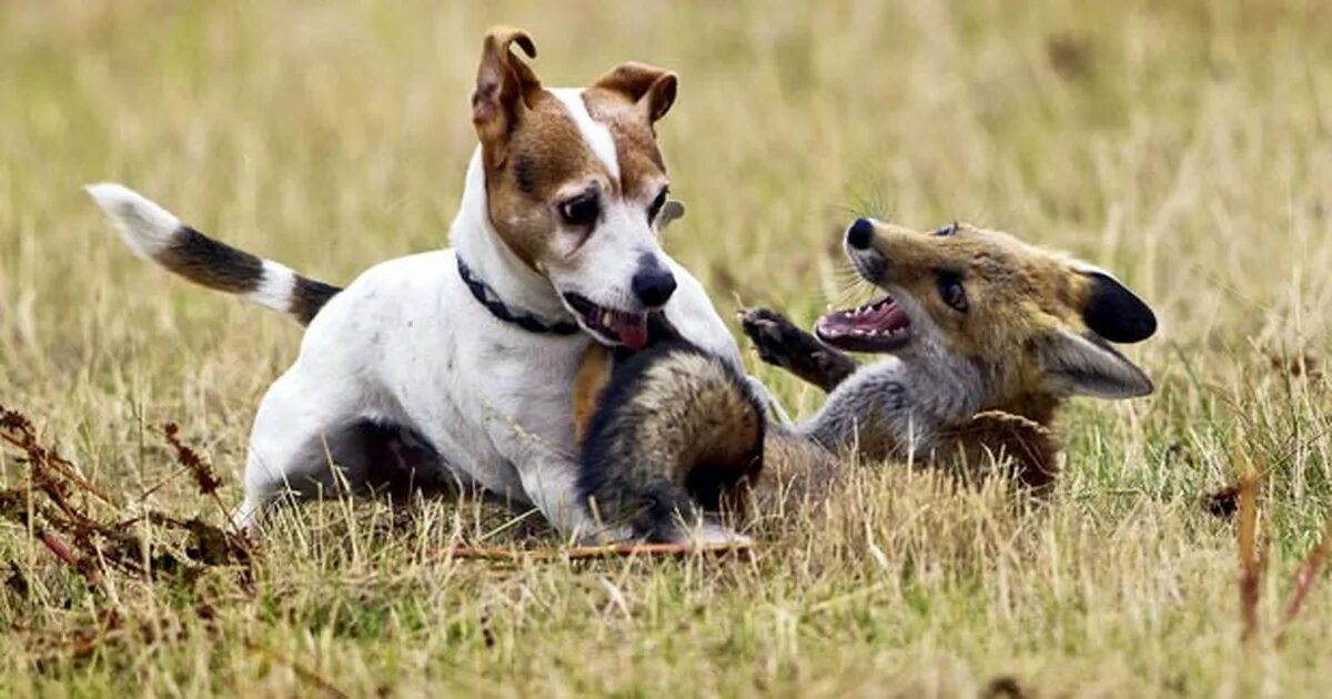 ягдтерьер. джек рассел терьер охотится. порода собак для охоты на крыс. на кого охотится терьер. ершистый терьер.