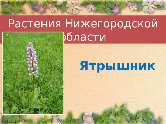 Красная книга россии нижегородская область. Растения Нижегородской области. Растения красной книги Нижегородской области. Травы Нижегородской области. Охраняемые растения Нижегородской области.