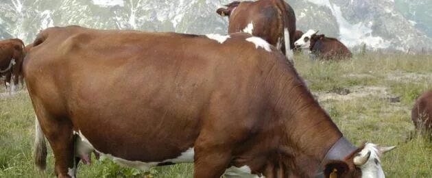 Имя для бычка. Имя для бычка. Имена для телят. Имя жеребенка. Имена для телят бычков мальчиков.