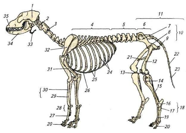 Выберите особенности строения скелета изображенного на рисунке. Осевой скелет собаки. Анатомия собаки Остеология. Переферический келет собаки. Плечевая кость лошади анатомия.