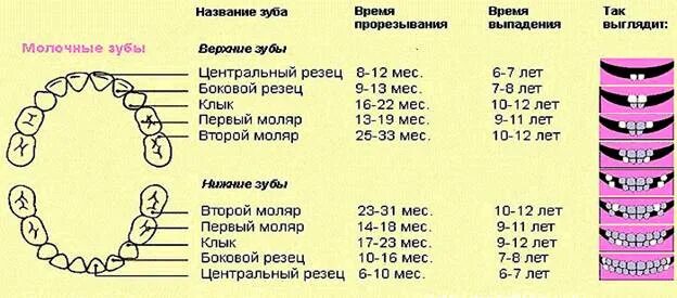 Как называются зубы