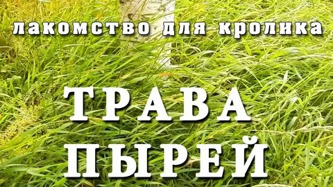 Малину давать кроликам