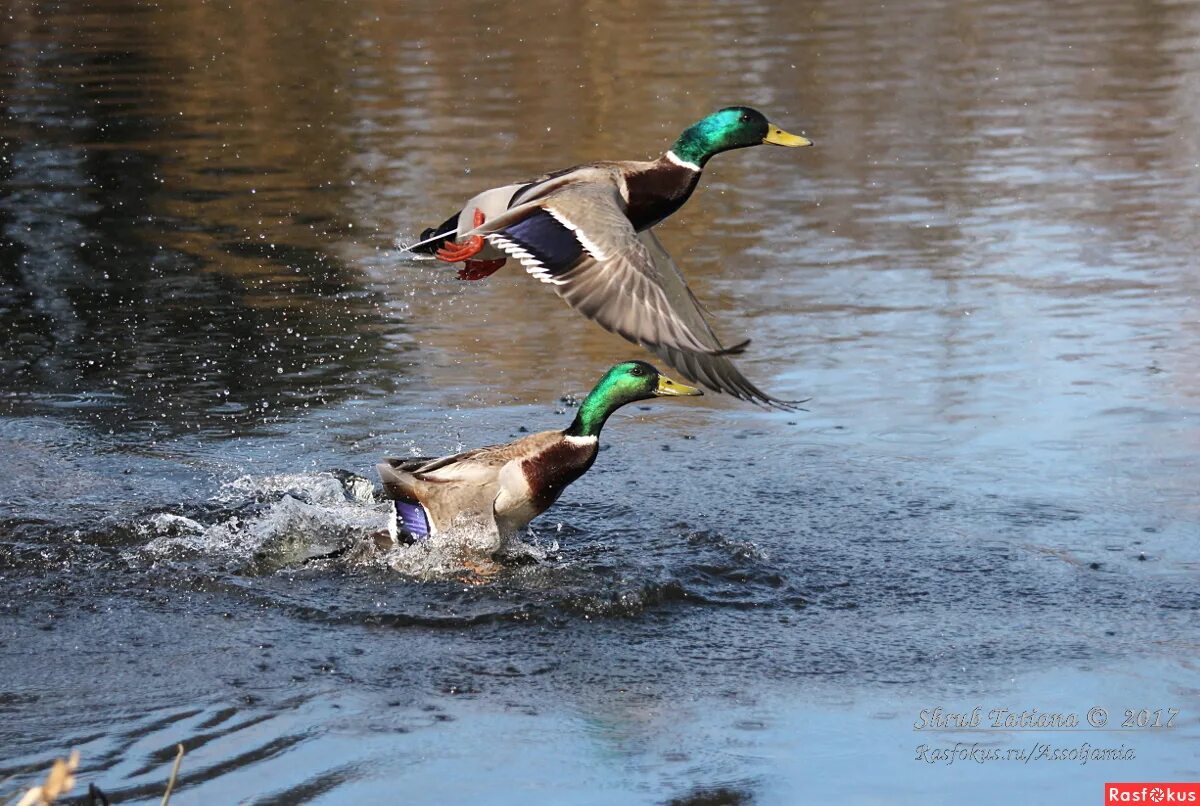 Кряква взлетает. Утки шумно поднялись. Птицы республики коми утки. Утки шумно поднялись. Утки на взлете.