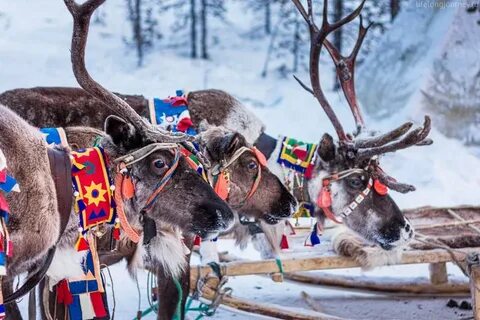 Северные туры
