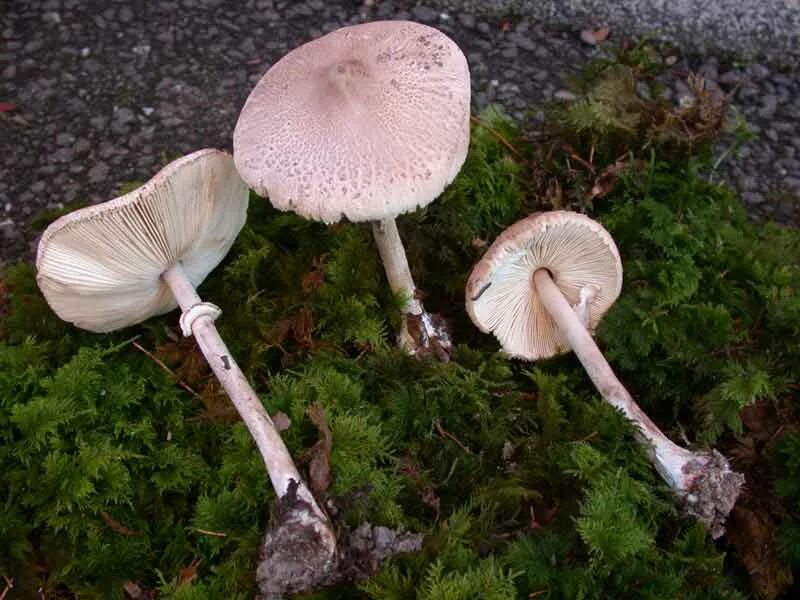 Шампиньон. Гриб-зонтик девичий (macrolepiota puellaris). Гриб-зонтик пёстрый съедобные. Гриб зонтик поганка. Гриб-зонтик пёстрый ложный.