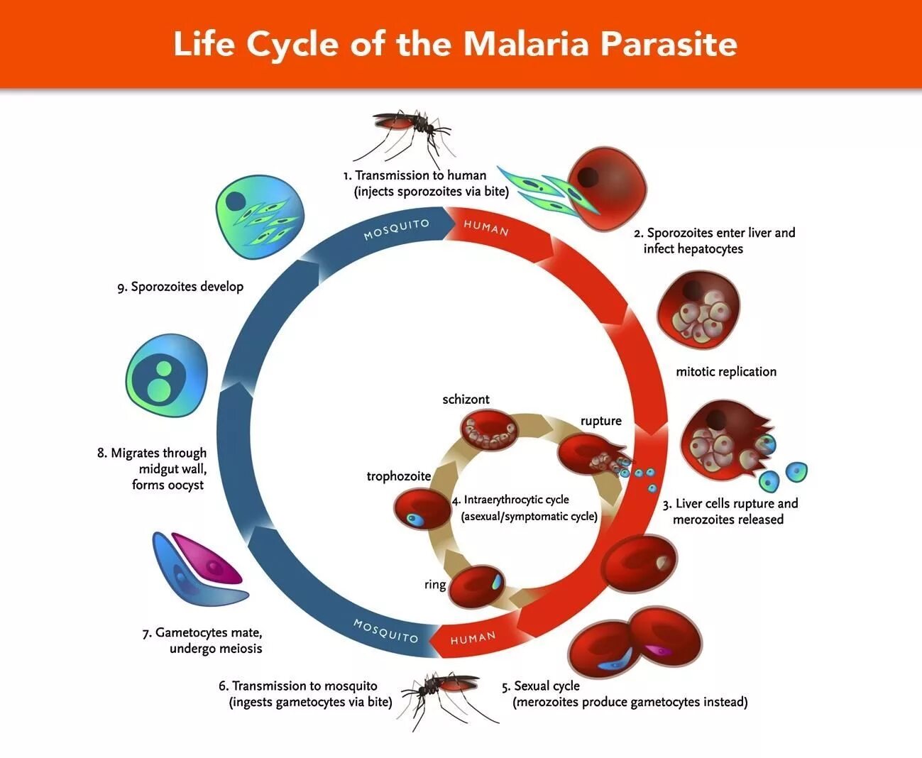 Цикл малярийного плазмодия схема. Цикл развития малярийного плазмодия. Стадии жизненного цикла малярийного плазмодия. Plasmodium malariae жизненный цикл.