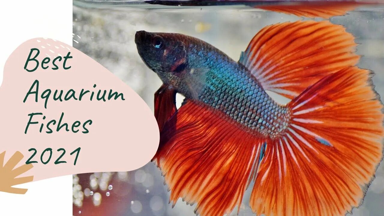 Рыбка петушок синий. Betta crowntail. Золотые аквариумные рыбки комета. Лабео таиландский (френатус). Оранжевые плавники.