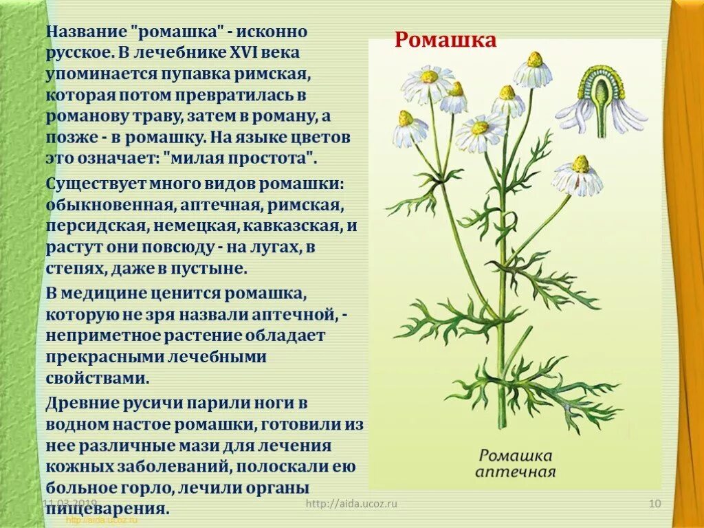 Ромашка аптечная 2 класс окружающий мир. Растения Башкортостана Ромашка. Лекарственные травы Полынь. Ромашка аптечная гербарий.