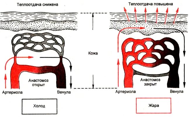 Регуляция температуры кожей. Терморегуляция сосудов кожи. Роль кровеносных сосудов в терморегуляции. Кровеносные сосуды кожи. Кожа орган терморегуляции.