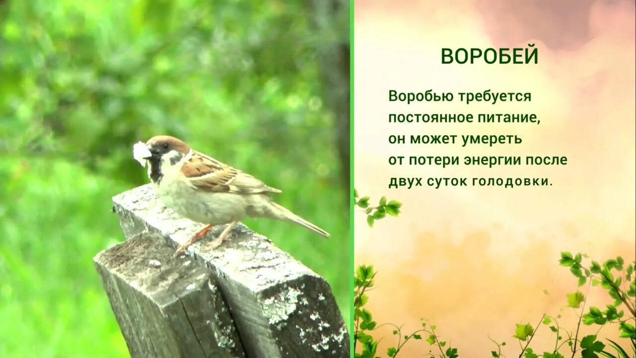 Шел по крыше воробей. Шел по крыше воробей. Стих идёт по крыше воробей нес бутылочку соплей. Воробьи. Стихотворение шел по крыше воробей.