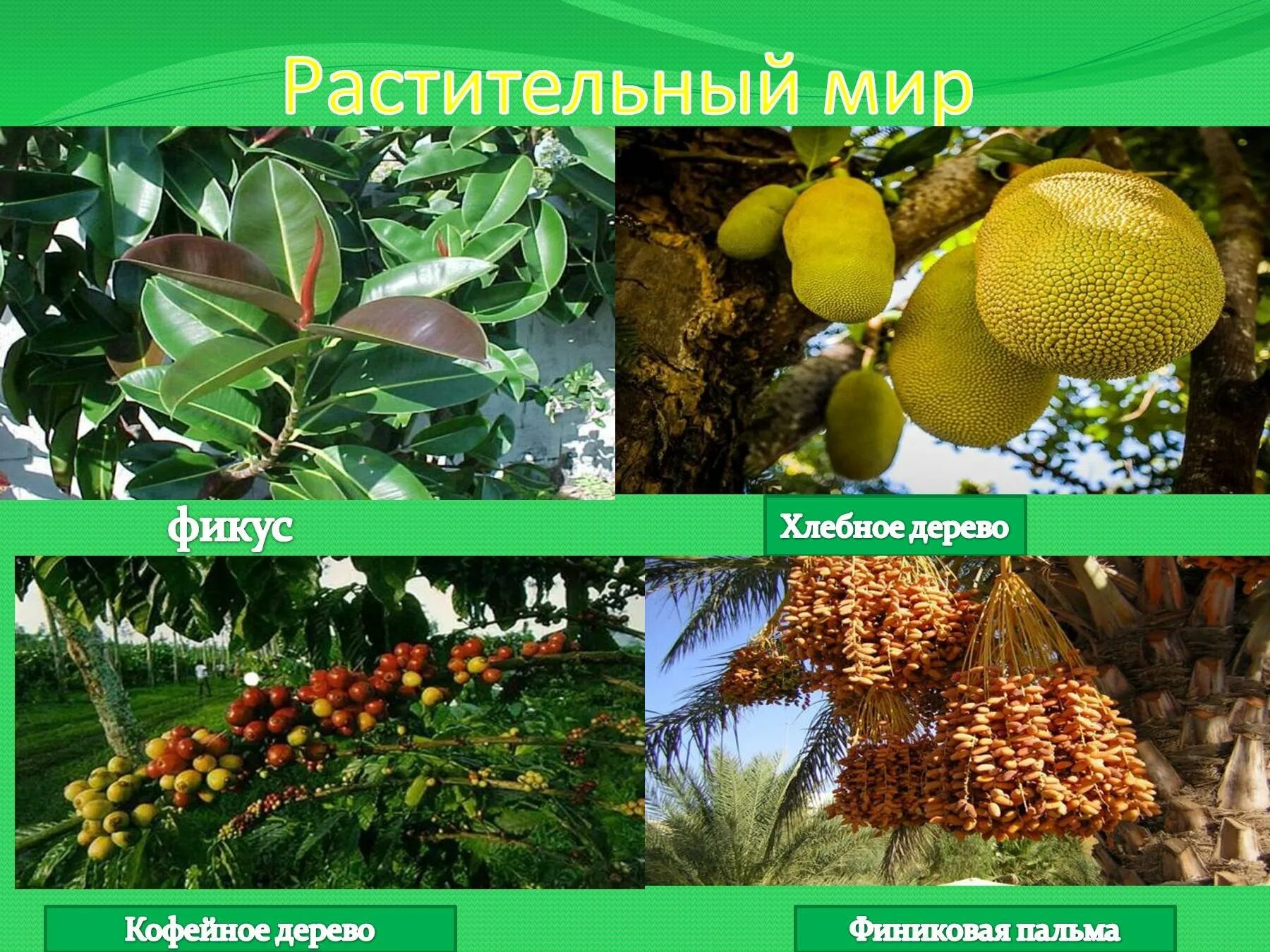 Какие растения в экваториальных лесах африки. Какие растения в экваториальных лесах африки