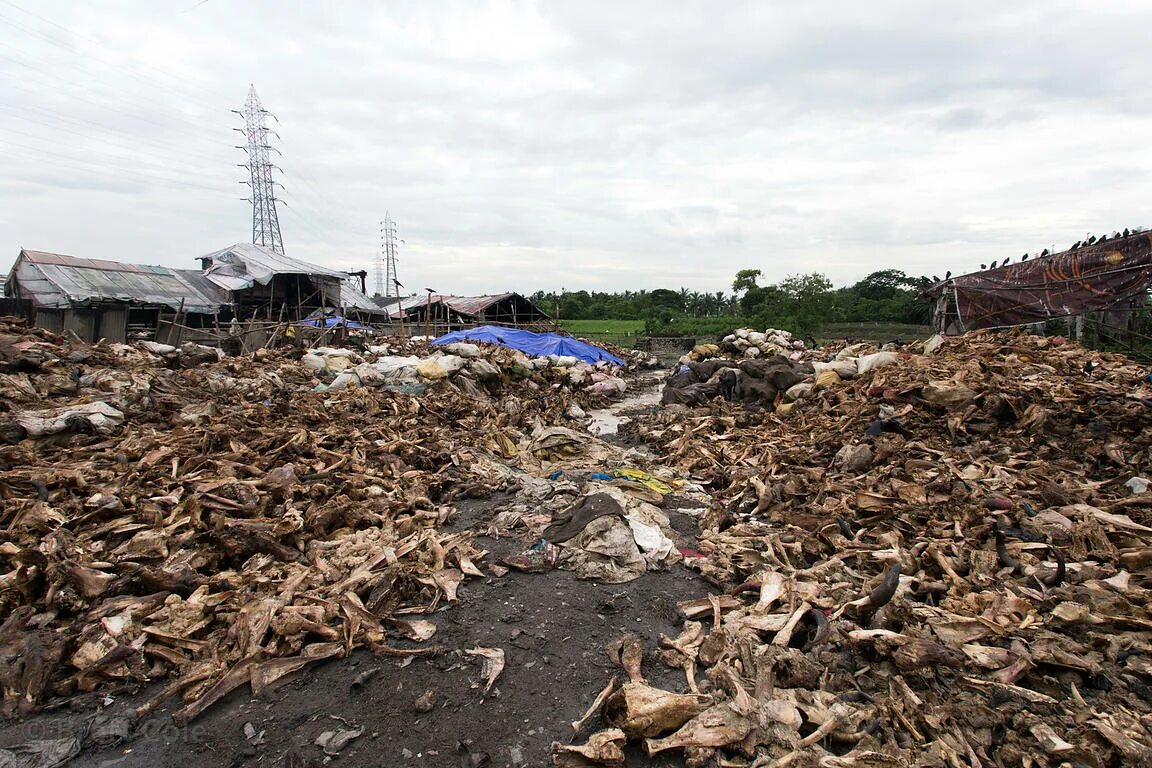 Загрязнение природы человеком. Animal waste. Игрушки убивают экологию. Свалки в африке. Загрязнение мусором окружающей среды.