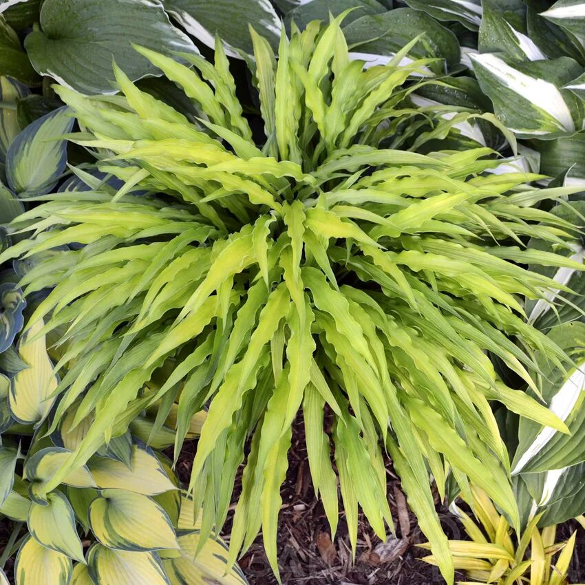 Хоста керли фрайз curly fries. Хоста керли фрайз. Хоста curly fries. Хоста кёрли фрайз. Хоста curly fries.