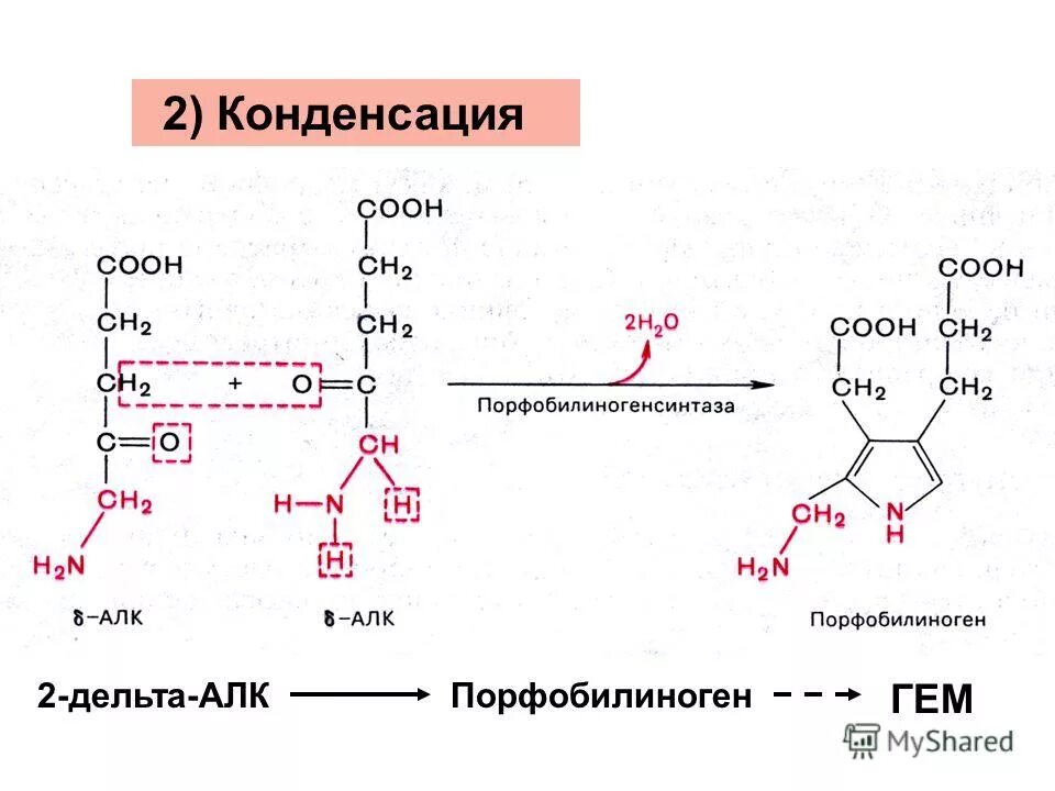 Нуклеиновые кислоты реакции. Конденсация нуклеиновых кислот. Порфобилиногенсинтаза. Порфобилиногенсинтаза реакция. Образование фосфодиэфирной связи между нуклеотидами.