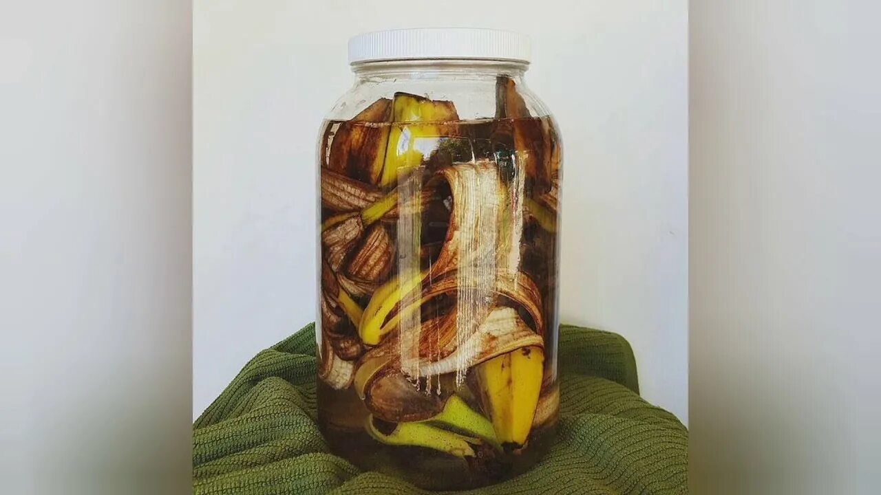 Настоять банановую кожуру для полива. Настой на банановой кожуре для цветов. настой из кожуры банана для полива. банановый настой. банановая шкурка для цветов.