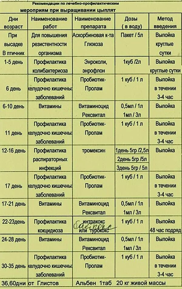 Схема пропойки цыплят бройлеров с первых дней. Схема выпаивания цыплят бройлеров. Схема выпаивания цыплят бройлеров антибиотиками. Схема пропойки суточных цыплят бройлеров.